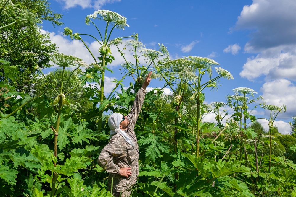    Гигантский борщевик Мантегацци. / Фото: iStock
