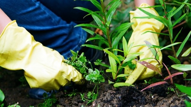 Июньские сорняки - идеальное сырье для компоста с высоким содержанием питательных веществ