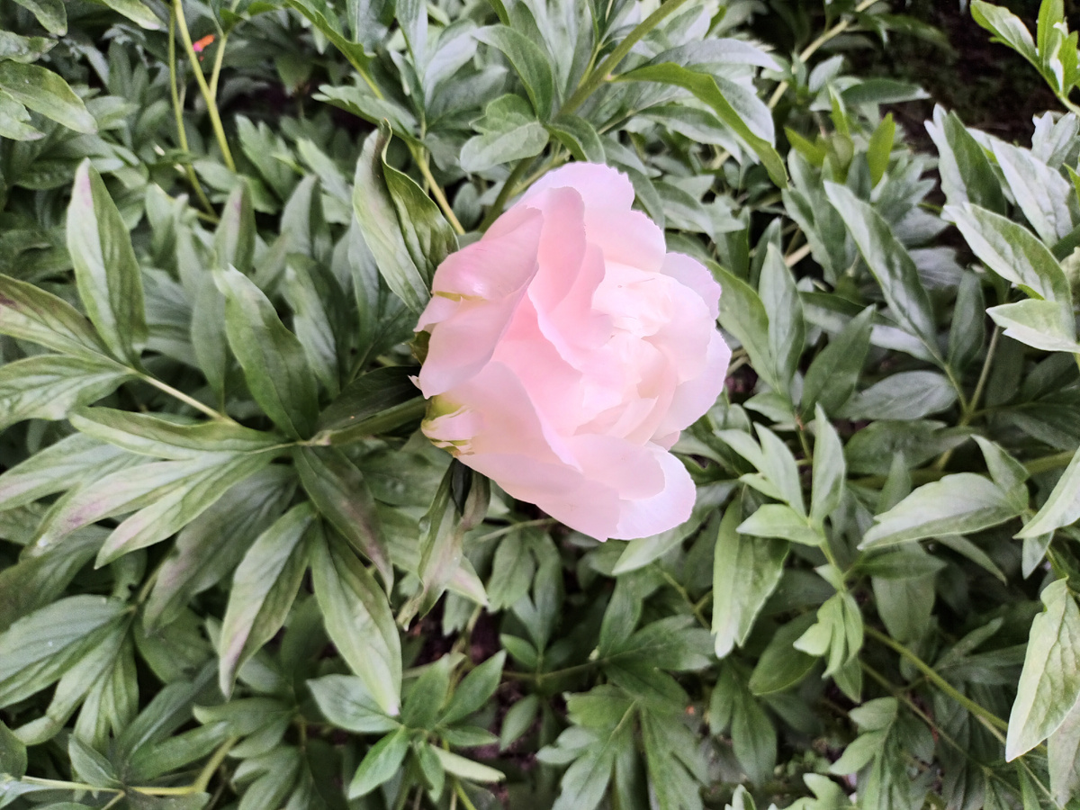 Нежный майский пиончик 