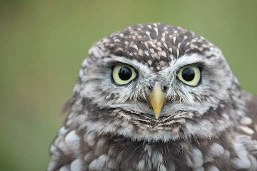 Взгляд, который проникает в самое сердце! 🦉✨ Домовый сыч – мечта многих, но так ли просто поселить эту кроху дома?