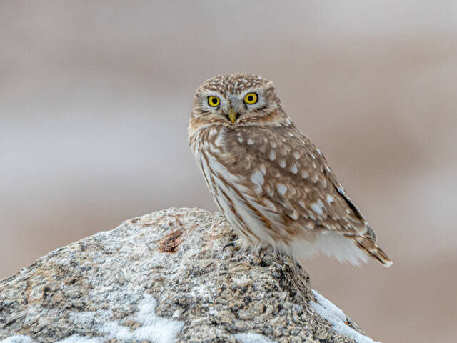 Маленький, да удаленький! 🦉 Домовый сыч – это само совершенство маскировки и очарования в перьях.
