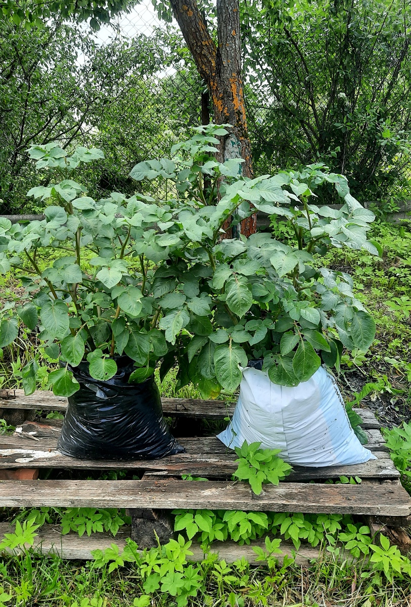 Фото автора. Июнь 2025г.  Магазинный пакет и пакет из-под торфа. 