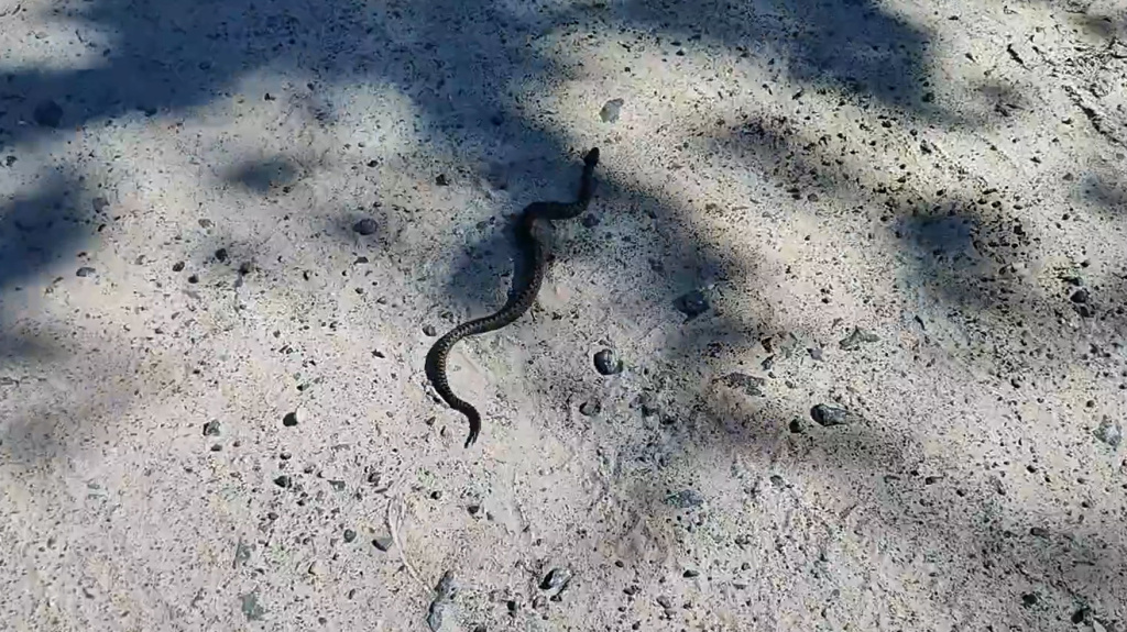    В Югре ядовитые змеи покусали двоих детей: одного медики спасли, за второго борются
