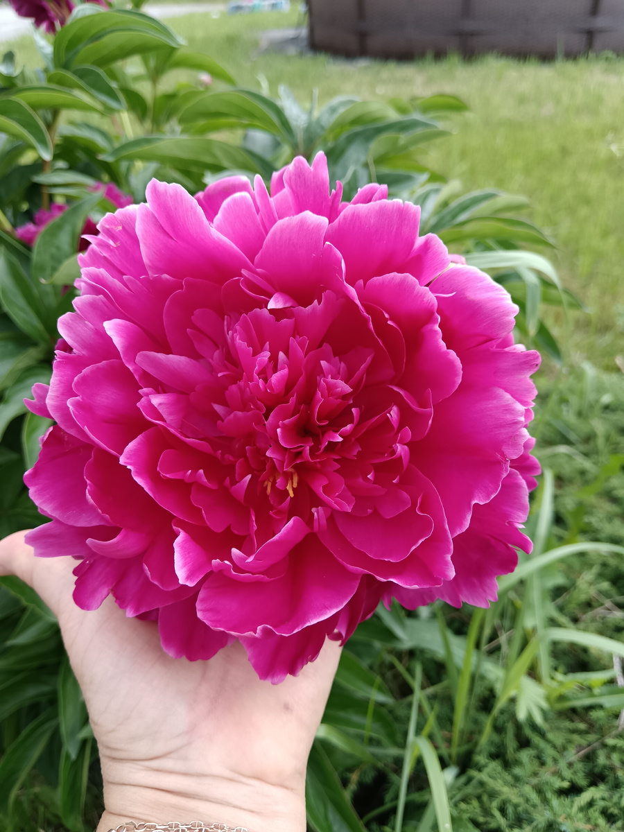 Представляете размер бутона?! 😳