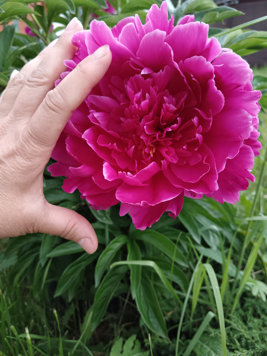 А красивые какие!