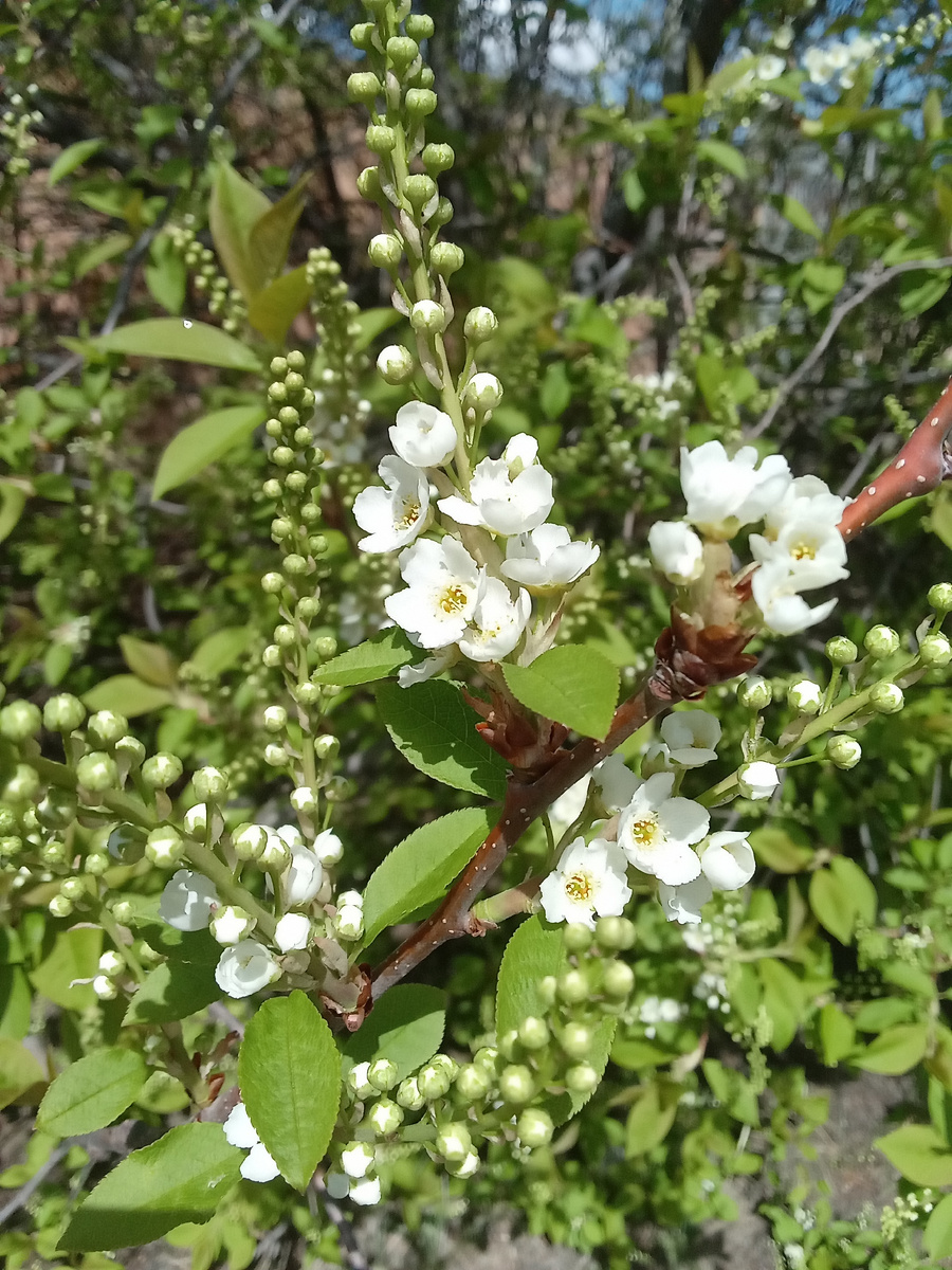Черемуха. Фото автора
