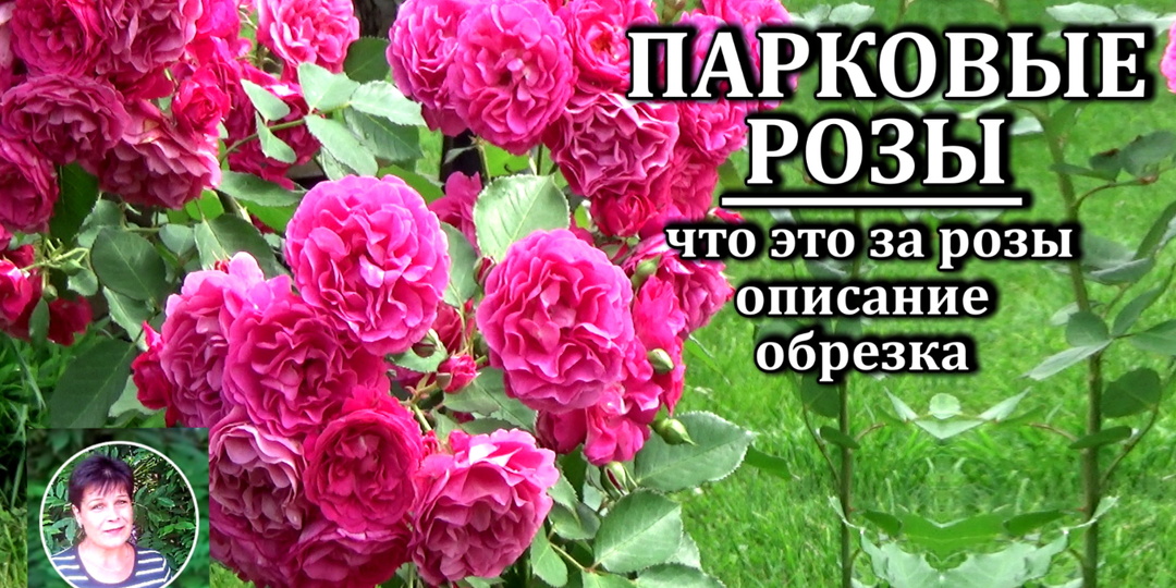 Узнайте, почему парковые розы — лучшие спутники вашего сада
