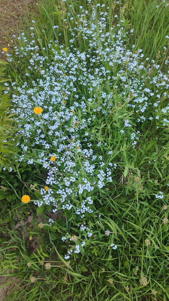 Незабудки милые нежные цветочки. Фото автора. 