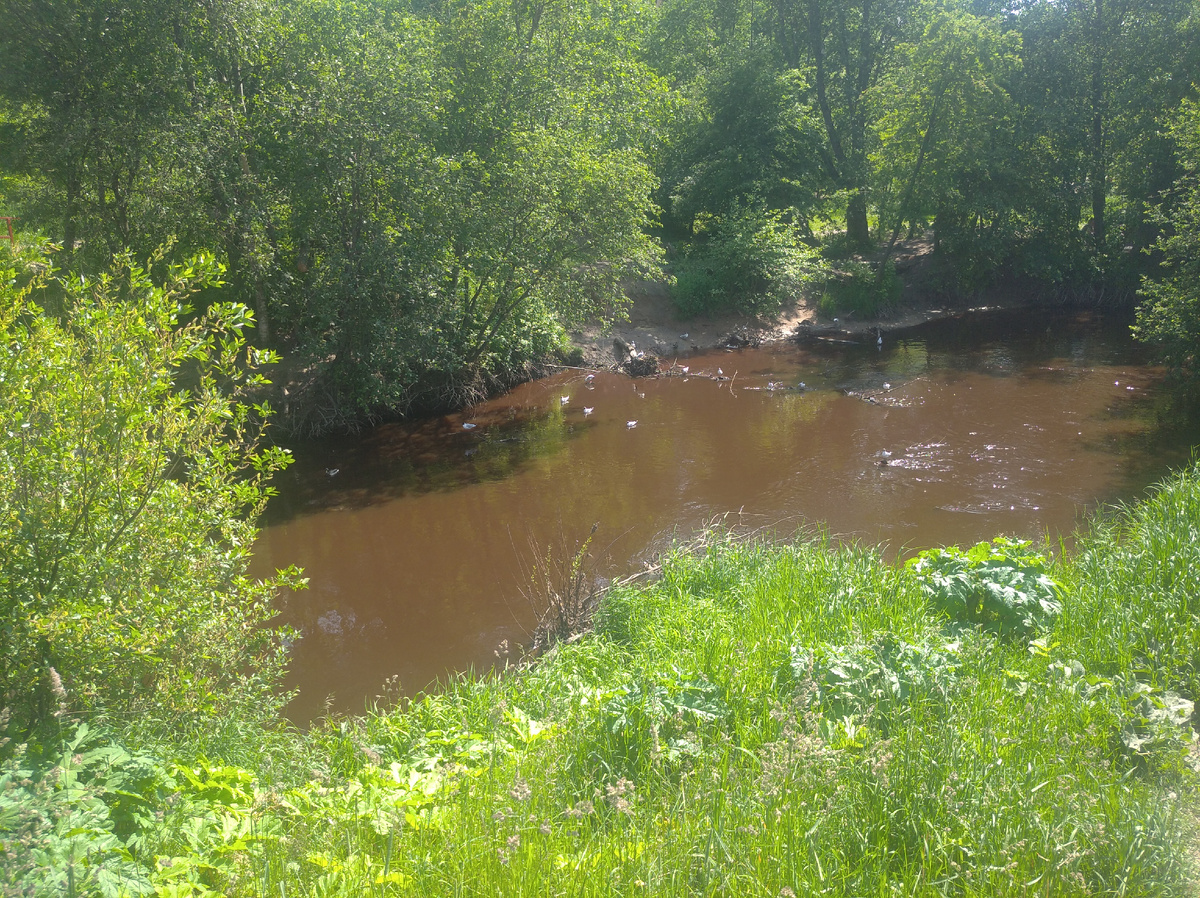 Здесь обычно плавает много уток, но сегодня что-то их было не видно