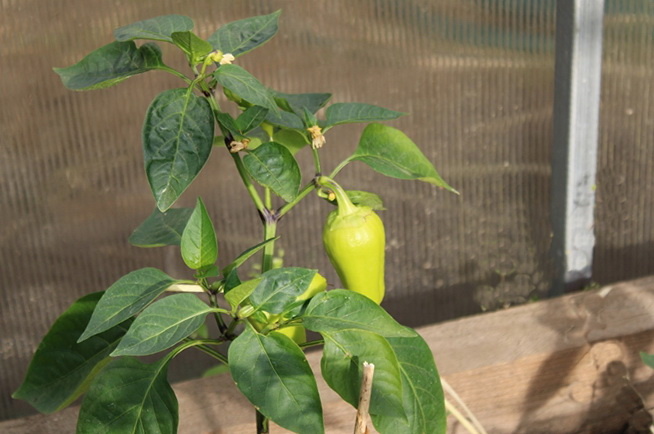 1 июня сладкий перец «Валентина». Авторское фото