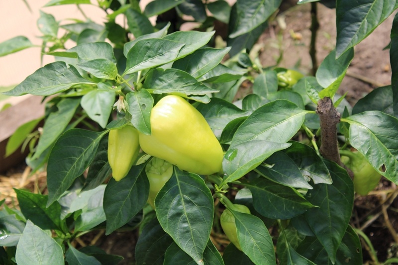 В середине июля мы вовсю срывали плоды, правда, в технической спелости