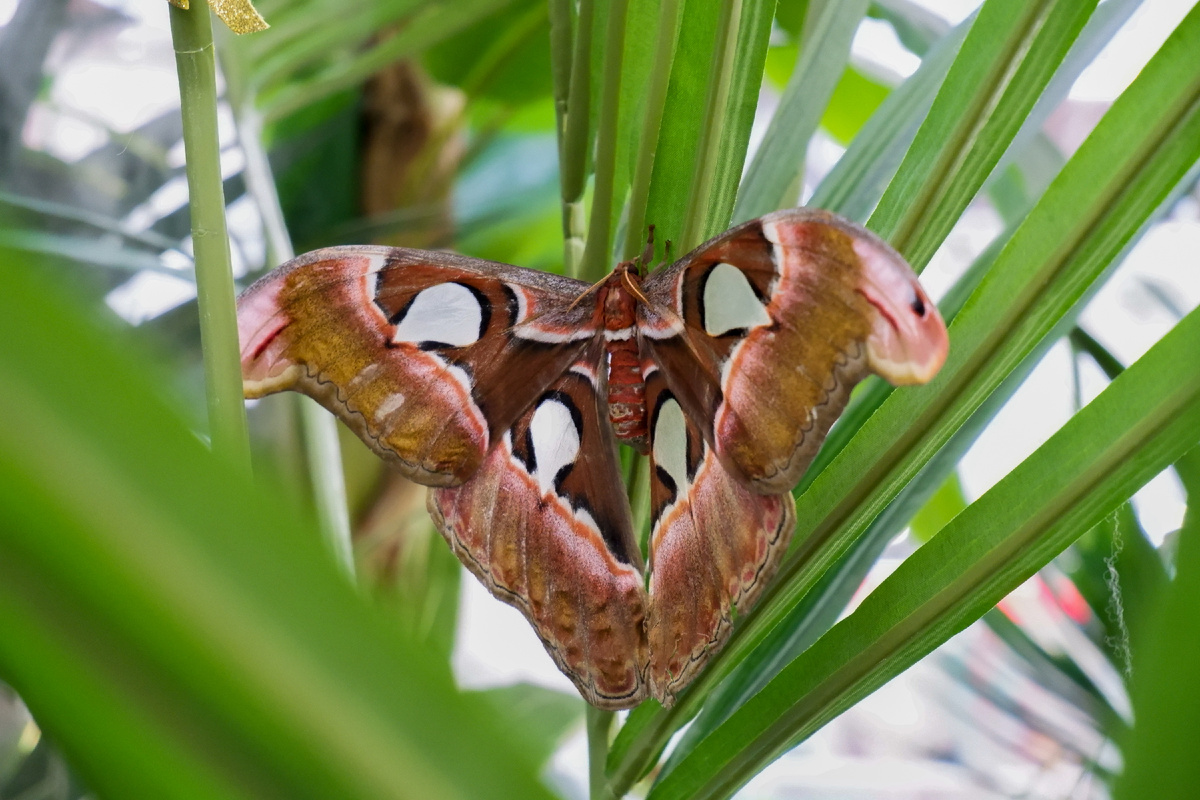 Павлиноглазка атлас (Attacus atlas), верхние крылья которой напоминают голову змеи «в профиль». Фото Парка бабочек Paradise