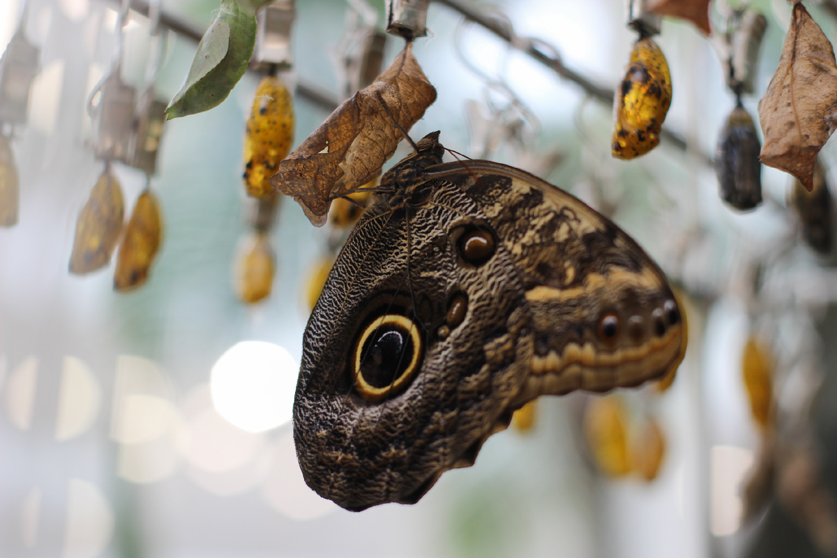 Калиго мемнон (Caligo Memnon) в инсектарии Парка бабочек Paradise