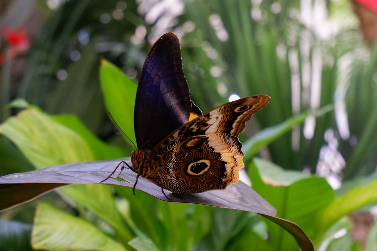 Калиго атрей (Caligo atreus) в Парке бабочек Paradise 