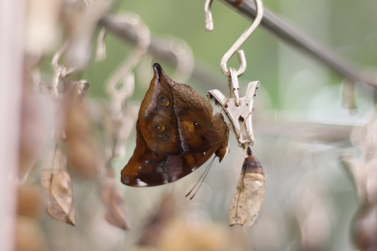 Осенний лист (Doleschallia bisaltide) в инсектарии Парка бабочек Paradise