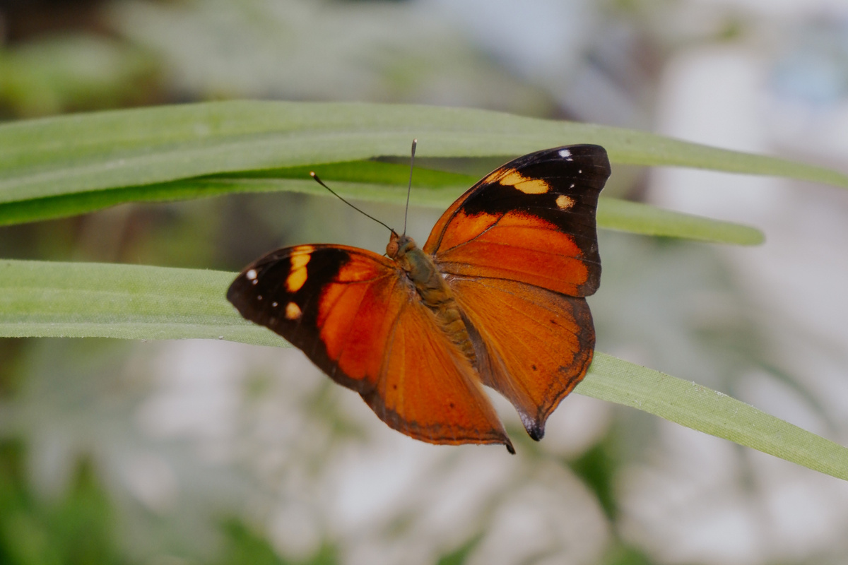 Осенний лист. Впрочем, и с раскрытыми крыльями эта бабочка напоминает осенний листок – правда, еще не пожухлый. Фото Парка бабочек Paradise