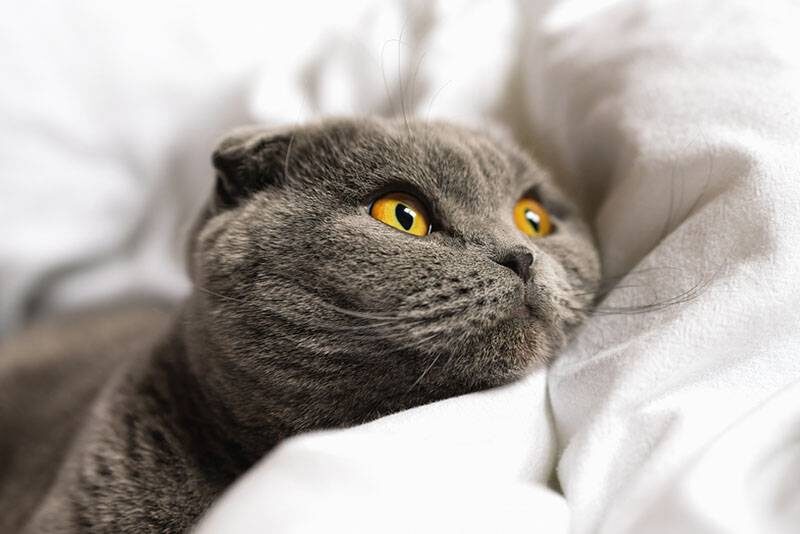 Кажется, Грейс точно знает, когда обращаются именно к ней.