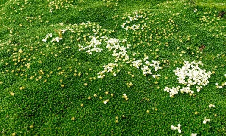    Газон из ирландского мха, который не мох, и кому он не подойдет