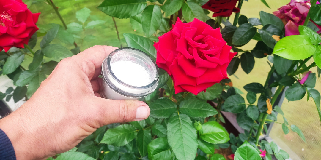 Запускаю второю волну цветения на розах особой обрезкой и подкормкой 🌹