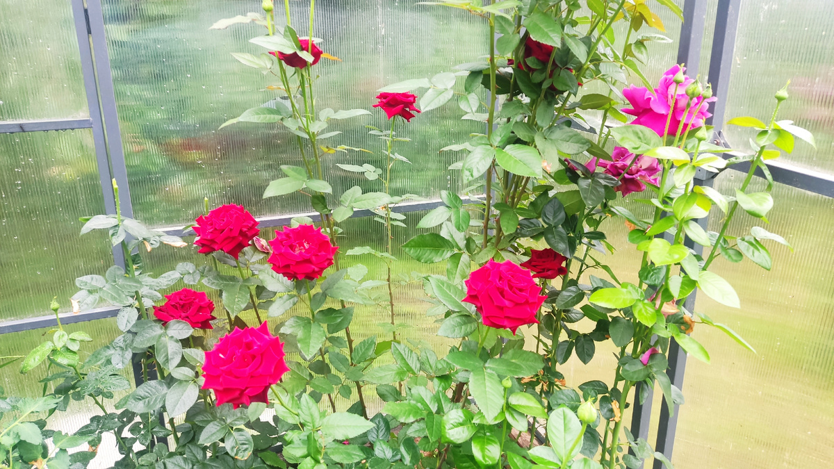 Июнь - это время начала цветения роз в средней полосе