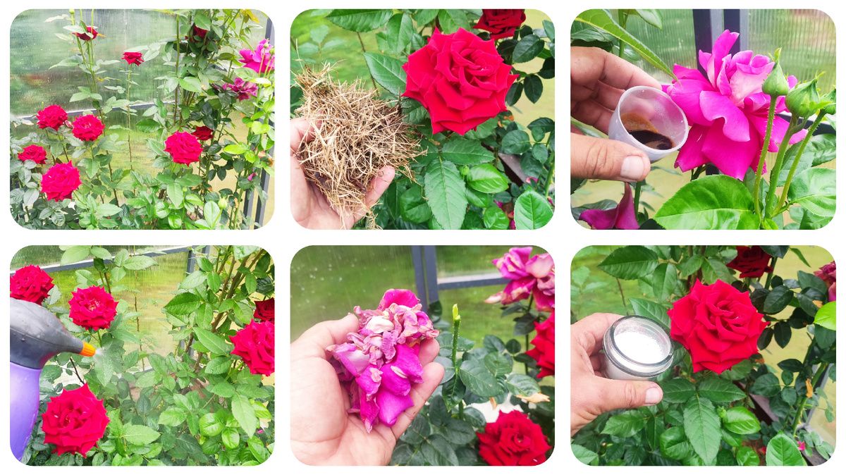 Чтобы продлить цветение роз нужно им немного помочь. В этой статье я вам расскажу про летнюю обрезку роз после первой волны цветения, подкормку для стимуляции цветения и еще несколько полезных рекомендаций по выращиванию роз.