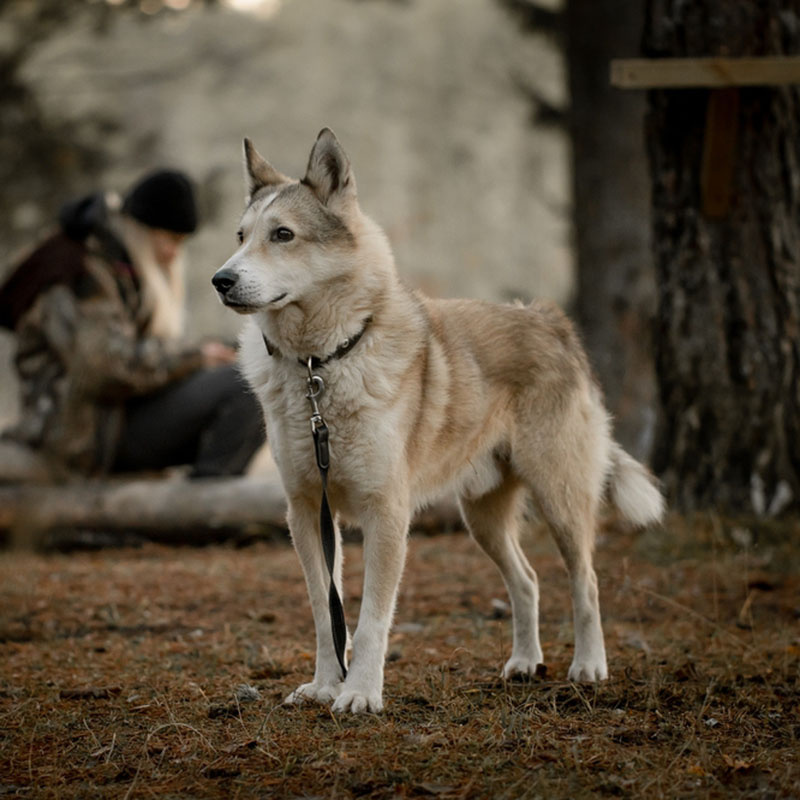 Северный ветер в его шерсти, а в глазах – преданность.