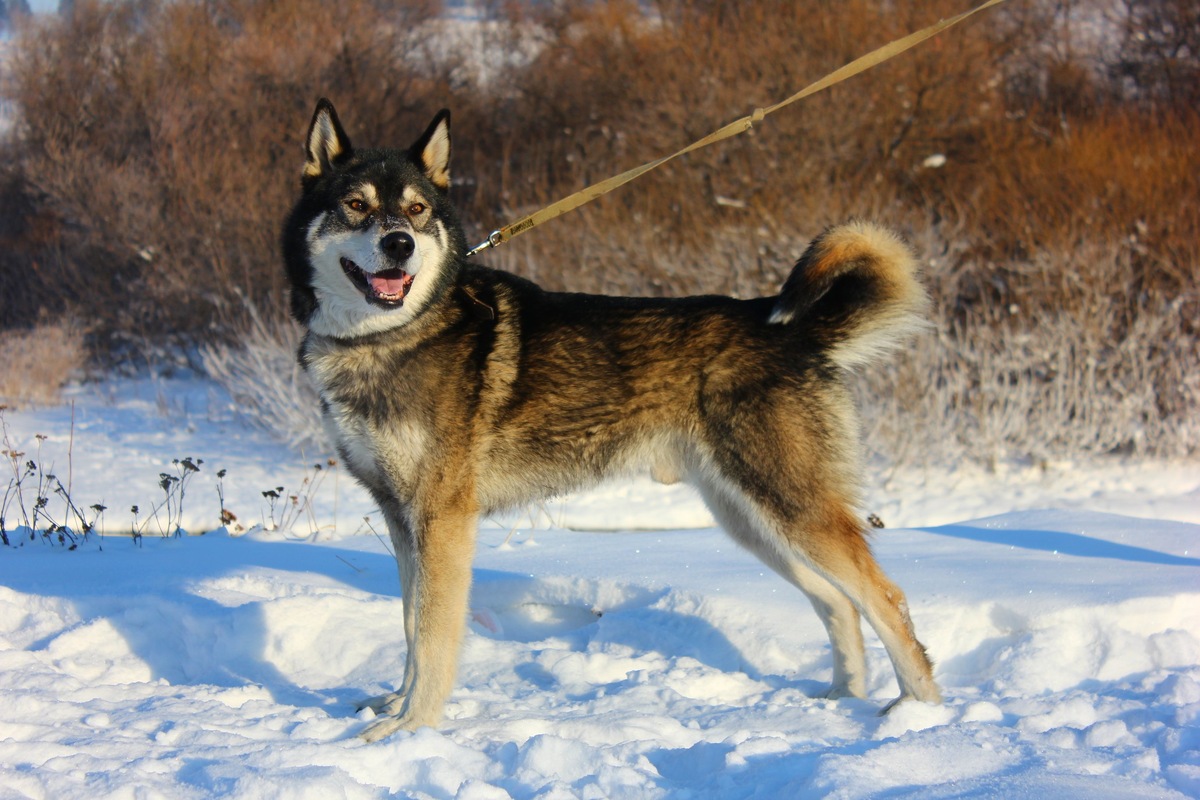 Норд всегда внимательно слушает своего хозяина.
