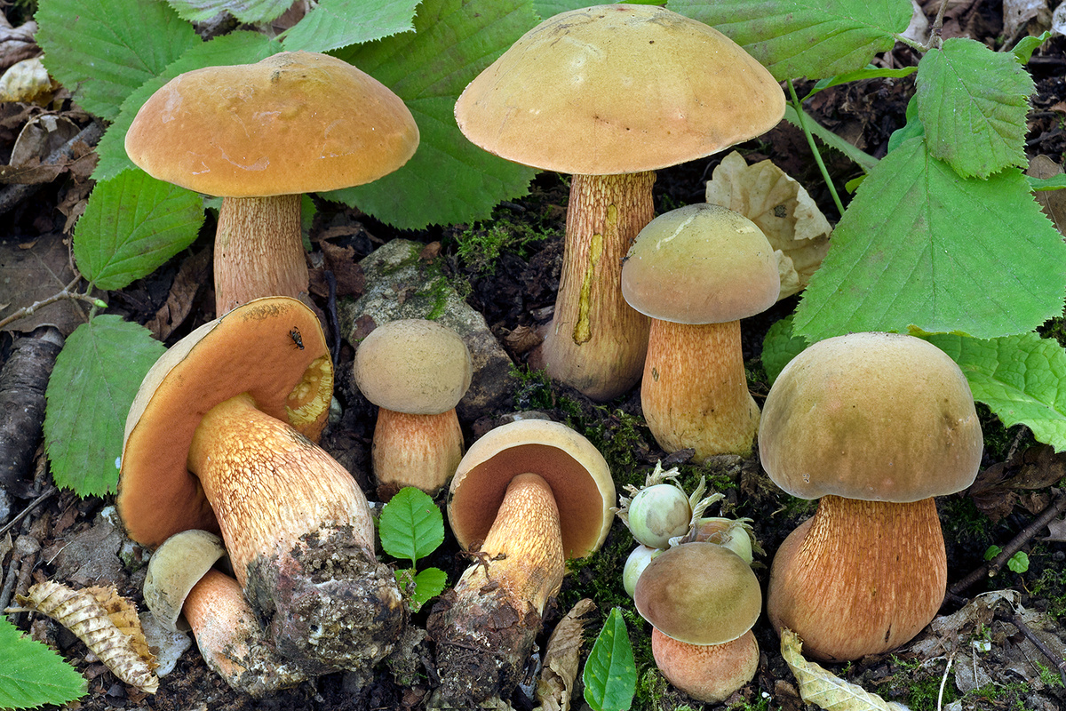 Дубовик обыкновенный (Suillellus luridus).