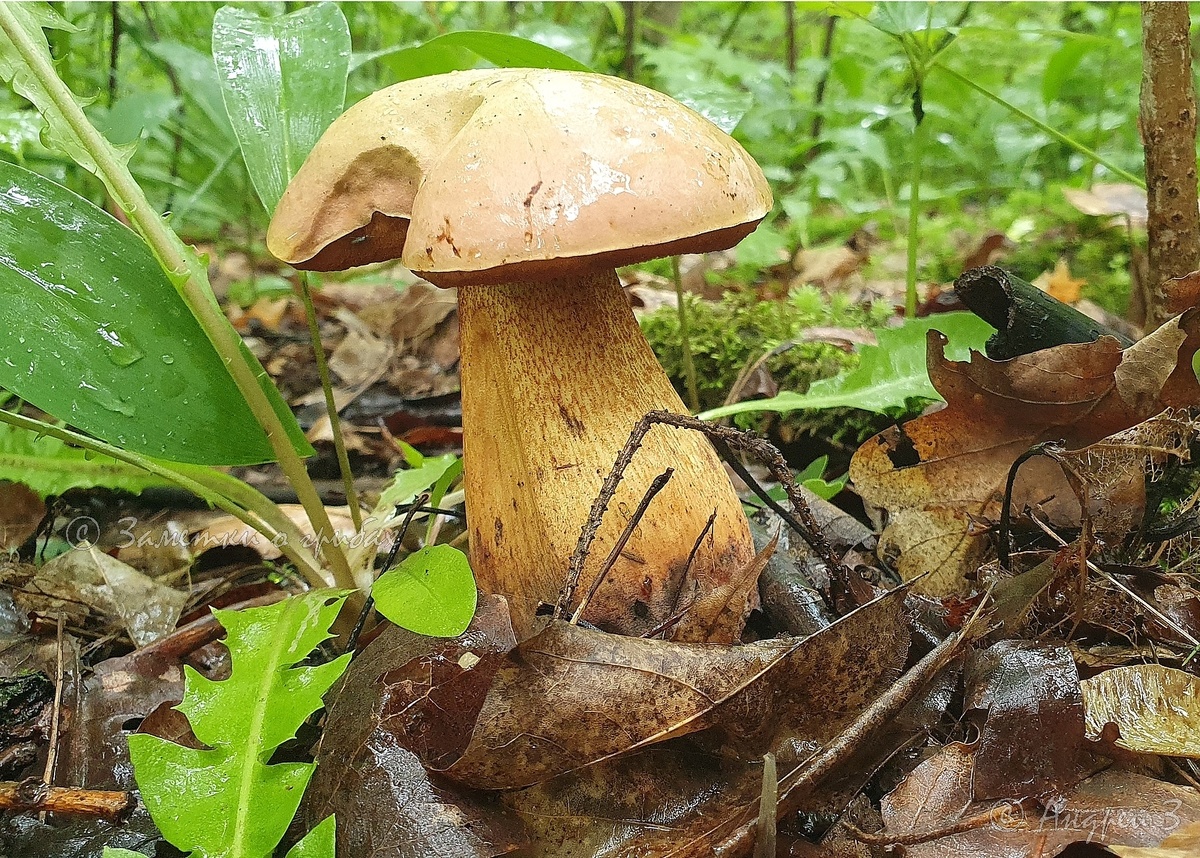 Дубовик обыкновенный (Suillellus luridus). Фото автора 06.07.24