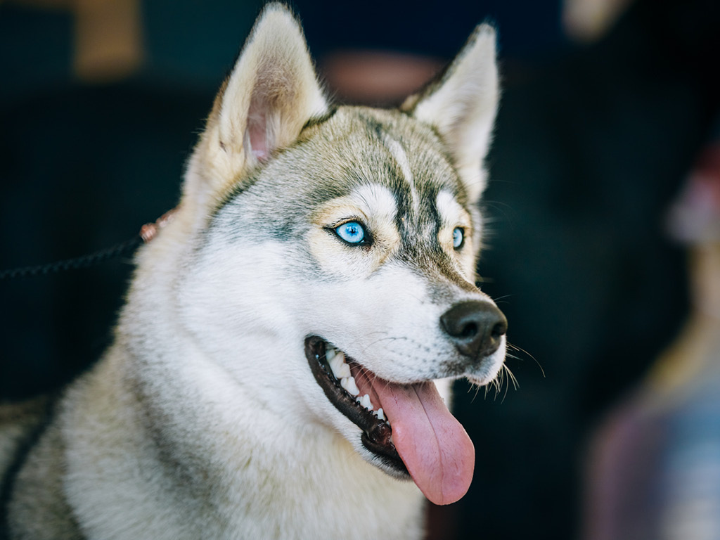Взгляд этой северной красавицы полон мудрости и преданности.