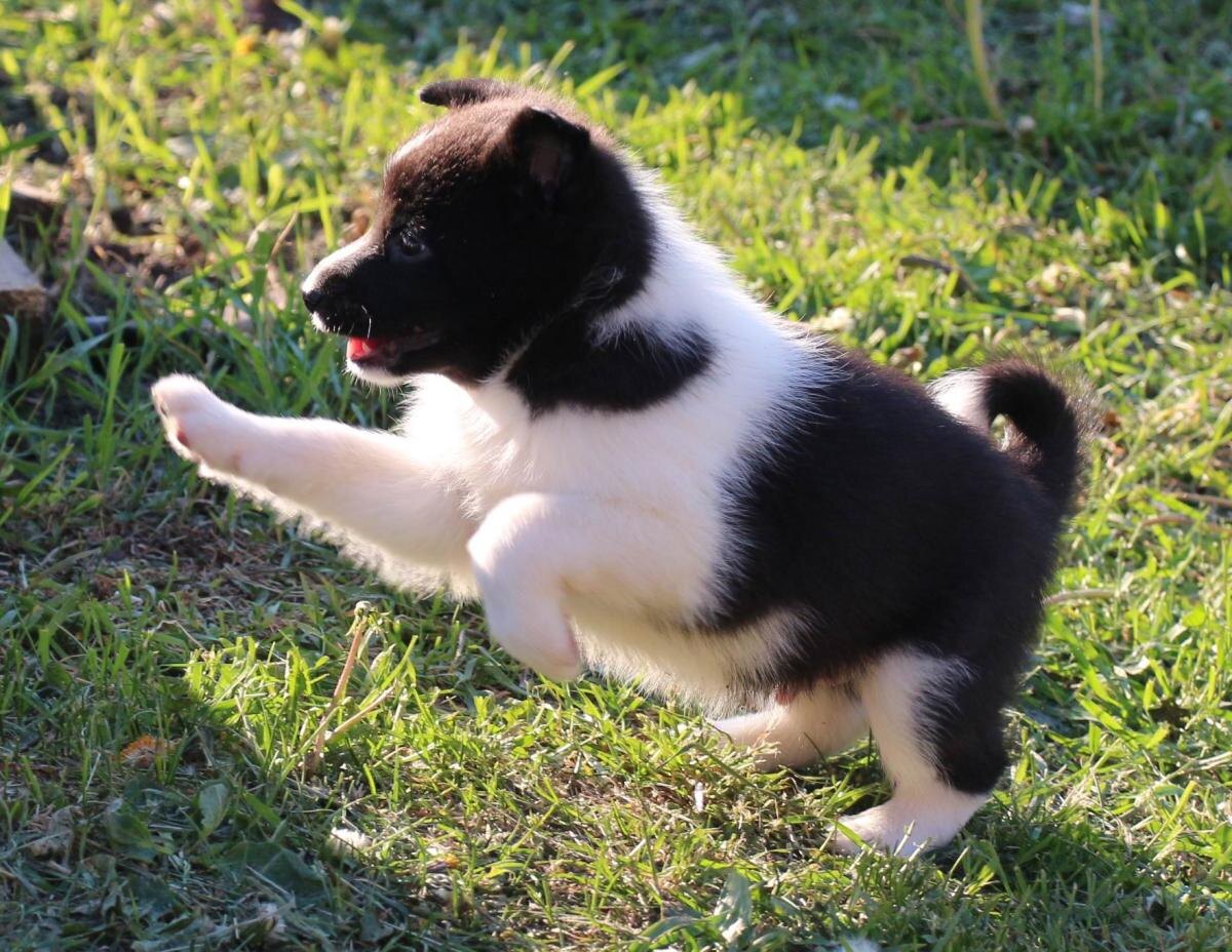 Выбор имени для малышки Тайги – волнительный момент.