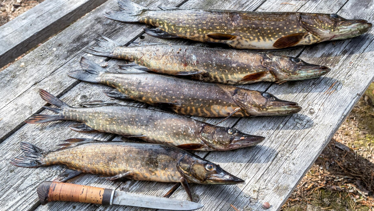 Ловля щуки в Карелии. Секреты бывалых рыбаков.