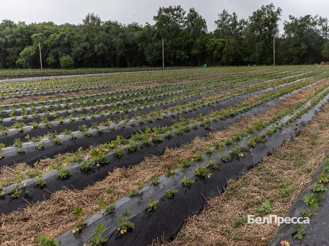 Фото: Алексей Дацковский
