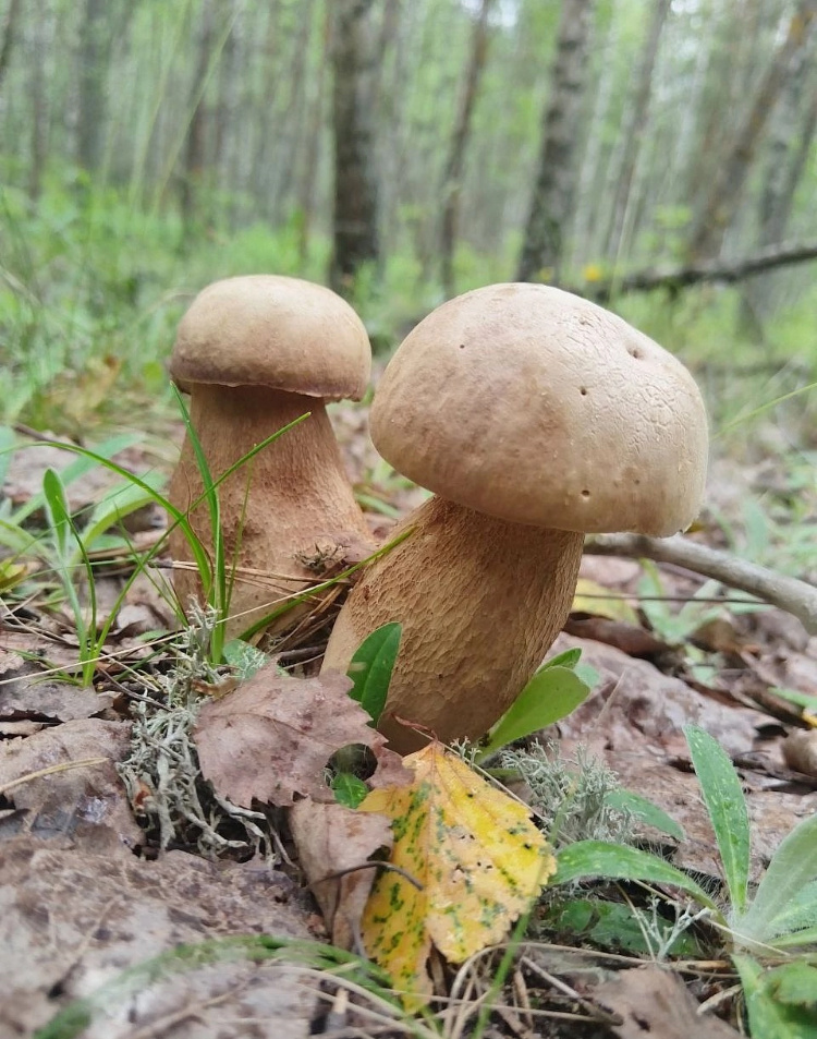 Авто фото - Лена Ш.