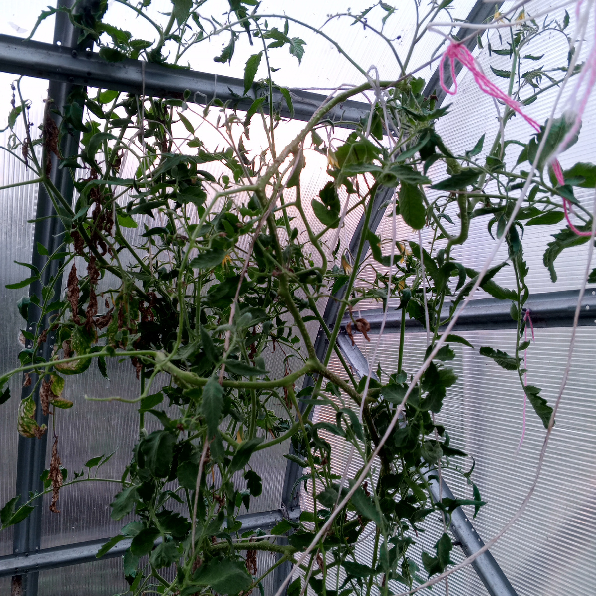 Растёт , как хочет, я перед ней виновата. Листья ещё хранят следы вмешательства человека