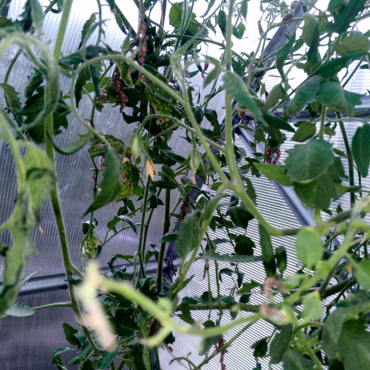 Принесла две помидорки