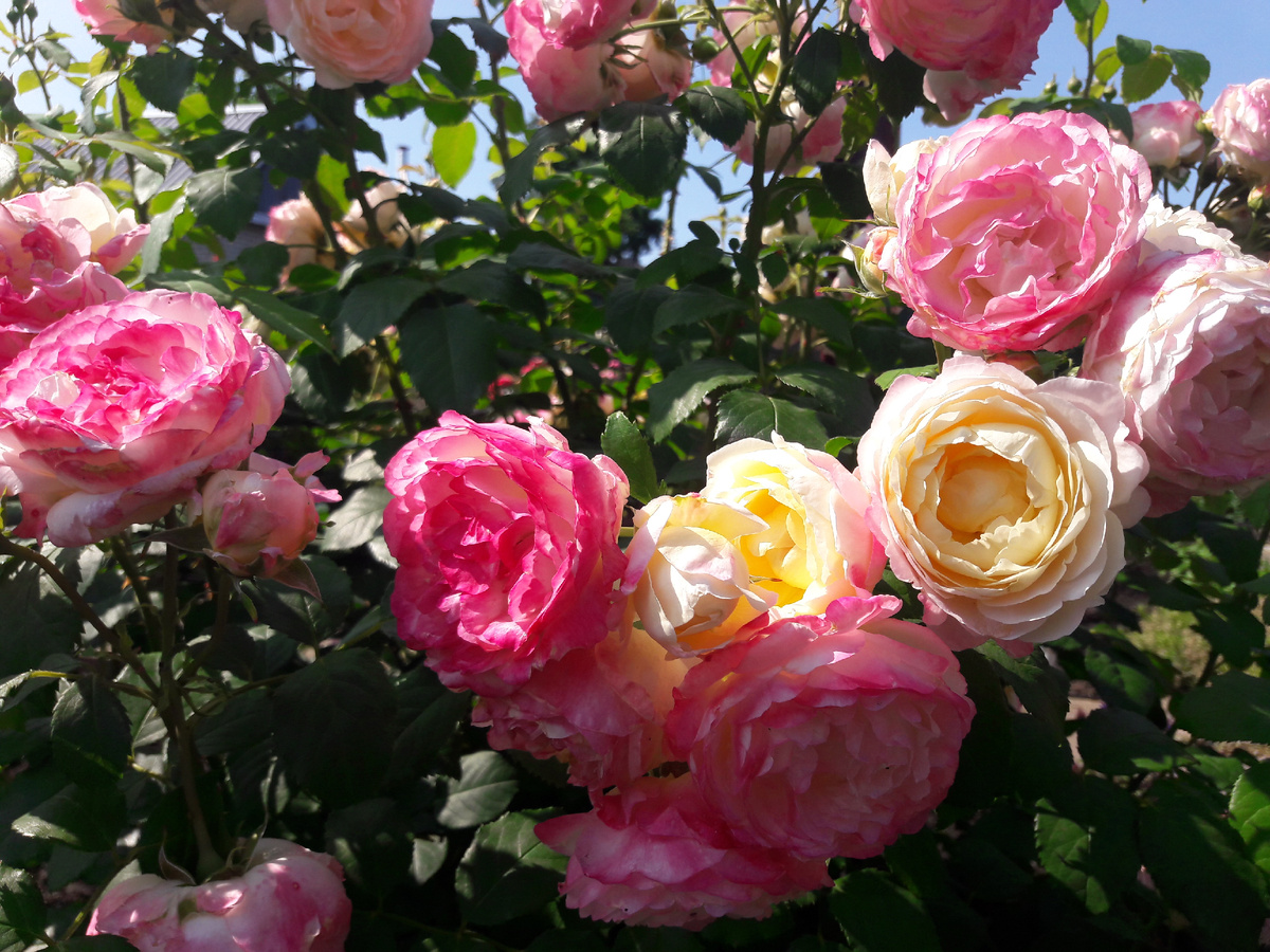 Imca Marina /Имка Марина/ 