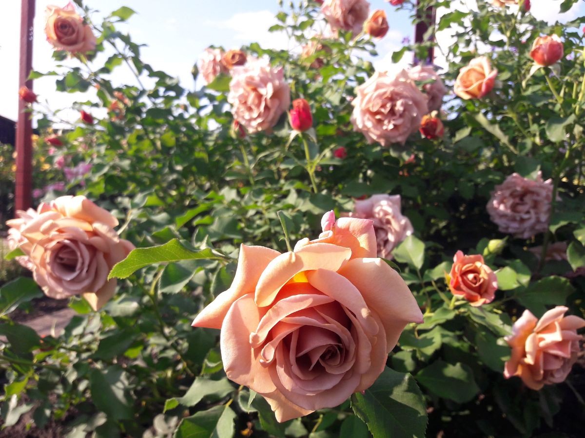 Koko Loko (Коко Локо)