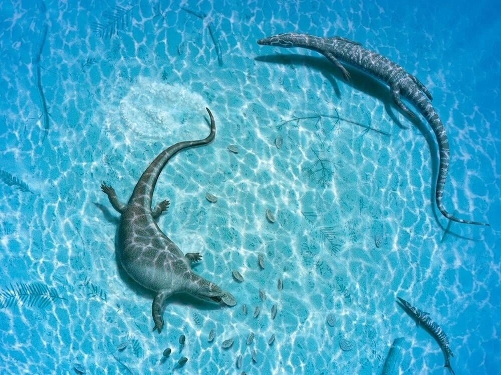 Плакод (слева) и какой-то нотозавр (справа).