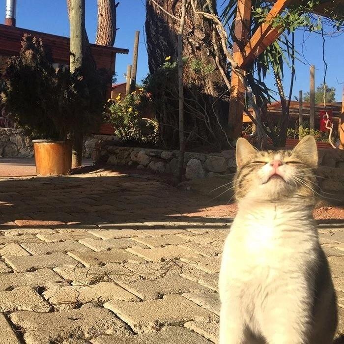 Подруга сегодня прислала фото кота 😽, которого встретила в Светлогорске. Калининградская область.