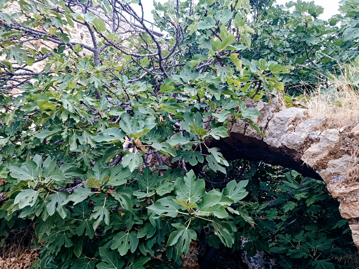 Фиговое дерево где-то на улицах Аланьи