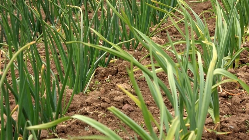 мой зеленый лук превращается в желтую траву
