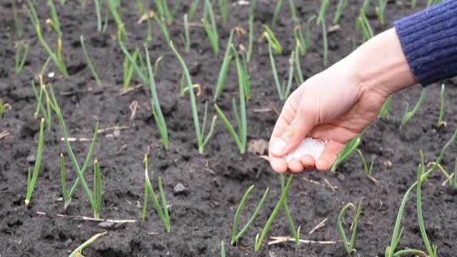 В жаркую погоду лук также страдает от недостатка калия и фосфора.