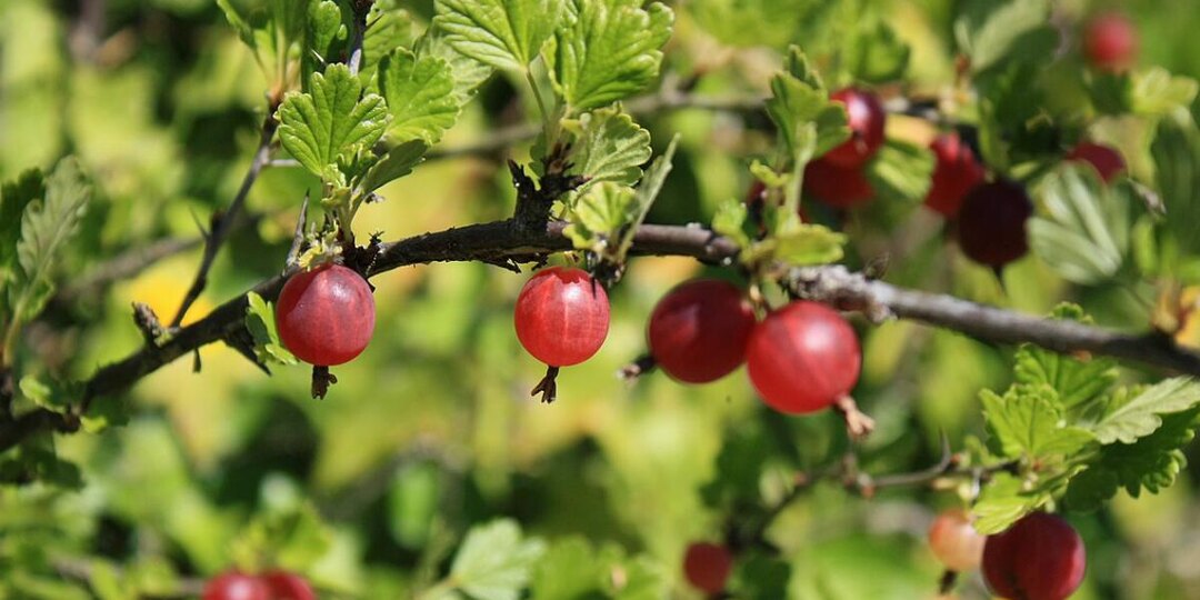 Мучнистая роса на крыжовнике? У бабушки на это был один дешёвый секрет