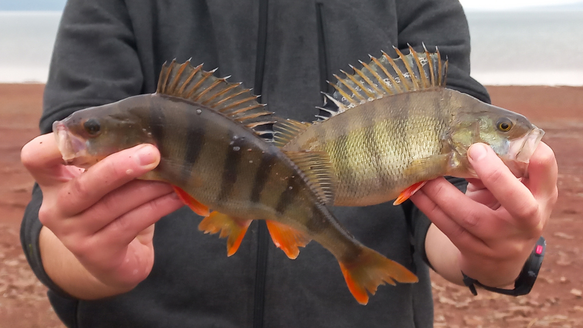 Окунь - частая добыча на микроджиг, но не основная