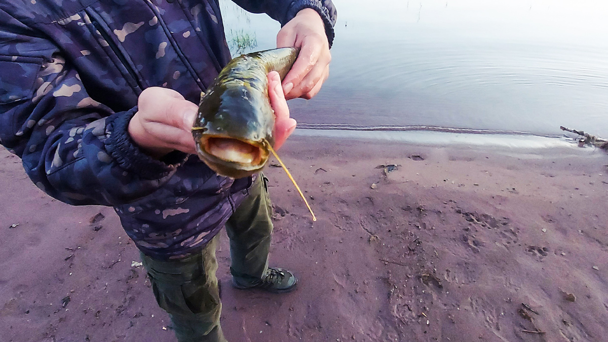 Сомиков часто соблазняет именно червь из съедобной резины