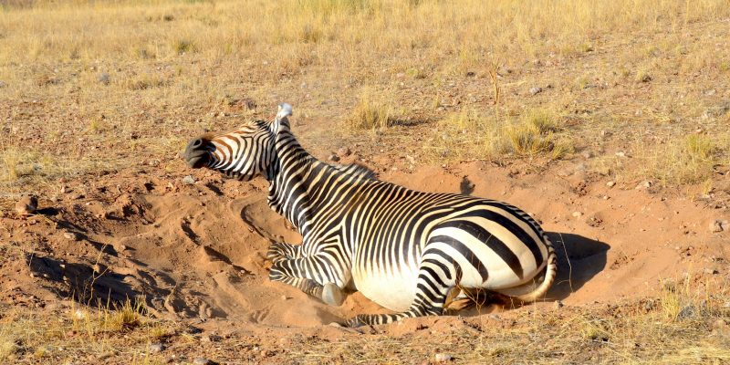 Зебра закапывается в грунт, чтобы очистить шкуру от паразитов. Изображение: Olga Ernst / Wikimedia Commons
