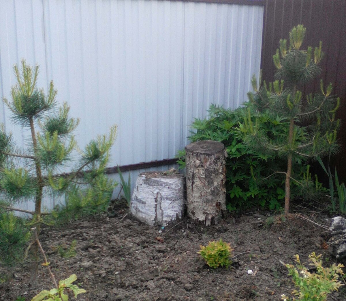 Это фото 2021 года. Значит, в "лесу" они уже второй год. Ну и сажались, наверное, двухлетками. Итого 4 года. Это уже возраст!