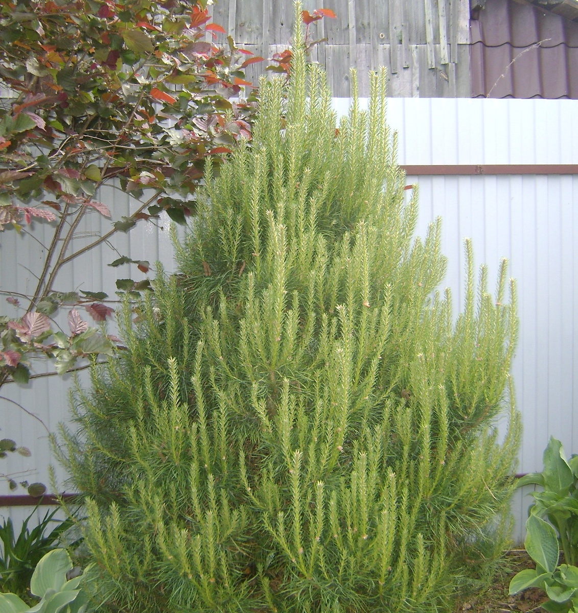 высота около 160 см.