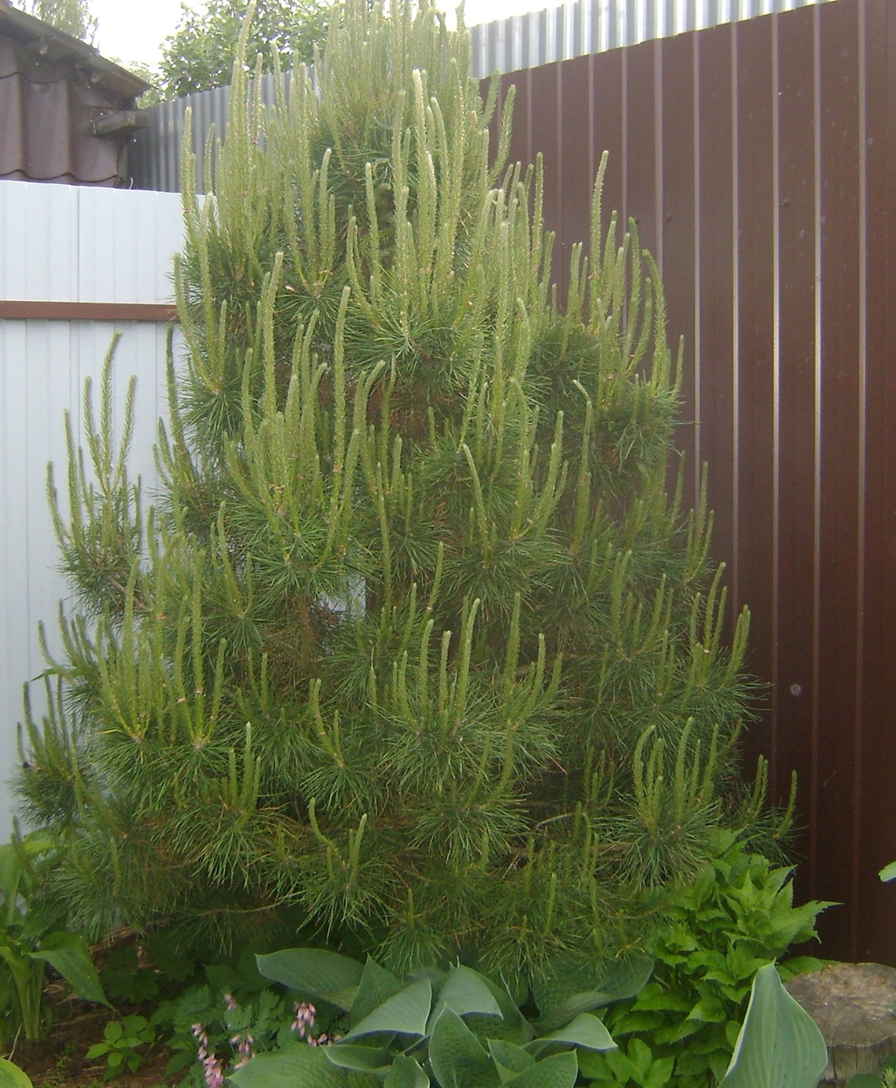 высота около 2 метров